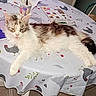 animal, brown, cat, chair, cup, domestic, floor, fluffy, furniture, indoor, kitchen, notebook, pattern, pen, pet, relaxed, resting, table, tablecloth, white