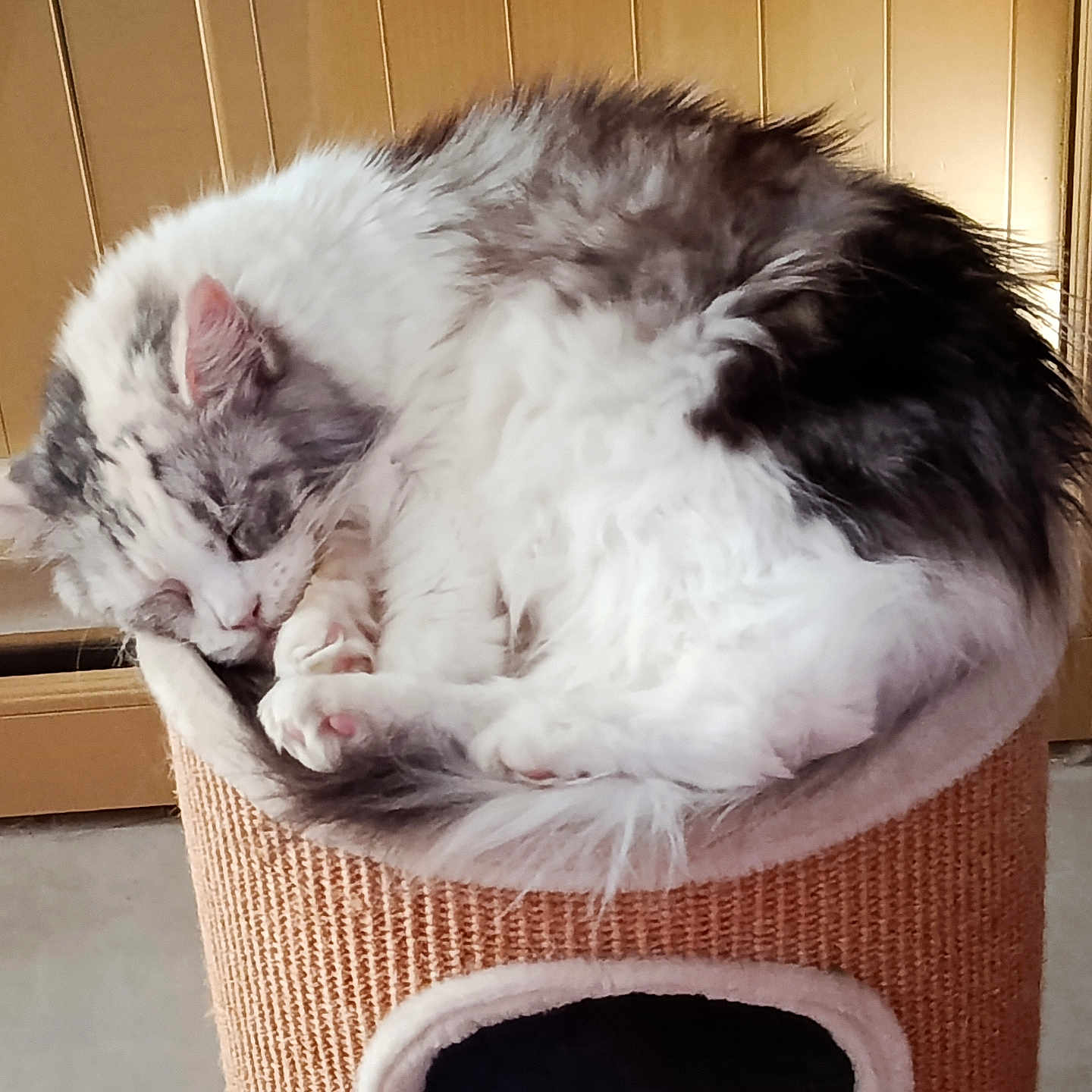 Melba
