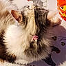 animal, bird_pattern, blanket, cartoon, cat, close_up, cozy, feline, fluffy, fur, gray_cat, grooming, indoor, lying_down, orange_cushion, pet, relaxed, sleeping, whiskers, white_fur