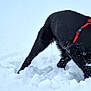 accessories, animal, canine, clothing, dog, harness, husky, labradorretriever, leash, lifejacket, nature, outdoors, pet, policedog, puppy, snout, snow, strap, vest, winter