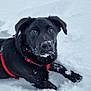Aloy a rejoint le concours — aidez-le/la à gagner de superbes lots ! accessories, animal, blizzard, canine, collar, dog, hound, ice, labradorretriever, leash, nature, outdoors, pet, pointer, pug, puppy, snout, snow, storm, winter