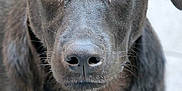 Aloy participe au concours pour gagner de l'argent avec cette photo : animal, canine, dog, hound, labradorretriever, pet, pointer, puppy, snout