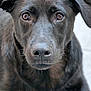 animal, canine, dog, hound, labradorretriever, pet, pointer, puppy, snout