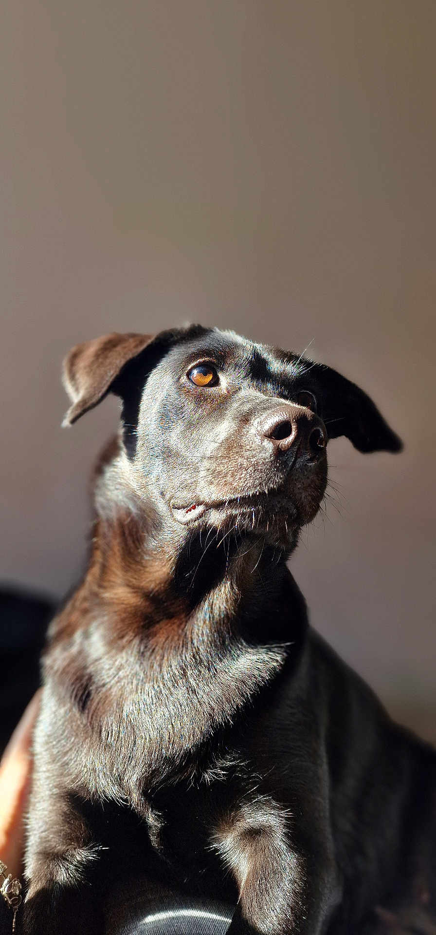 Aloy a rejoint le concours — aidez-le/la à gagner de superbes lots ! animal, beagle, bulldog, canine, dog, hound, labradorretriever, pet, pitbull, pointer, puppy, snout