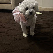 Biscuit joined the competition — help win amazing prizes! dog, small_dog, white_dog, fluffy, costume, pink_costume, fairy_wings, carpet, living_room, couch, indoor, pet, animal, curious, cute, fur, standing, home, cozy, texture