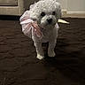 dog, small_dog, white_dog, fluffy, costume, pink_costume, fairy_wings, carpet, living_room, couch, indoor, pet, animal, curious, cute, fur, standing, home, cozy, texture