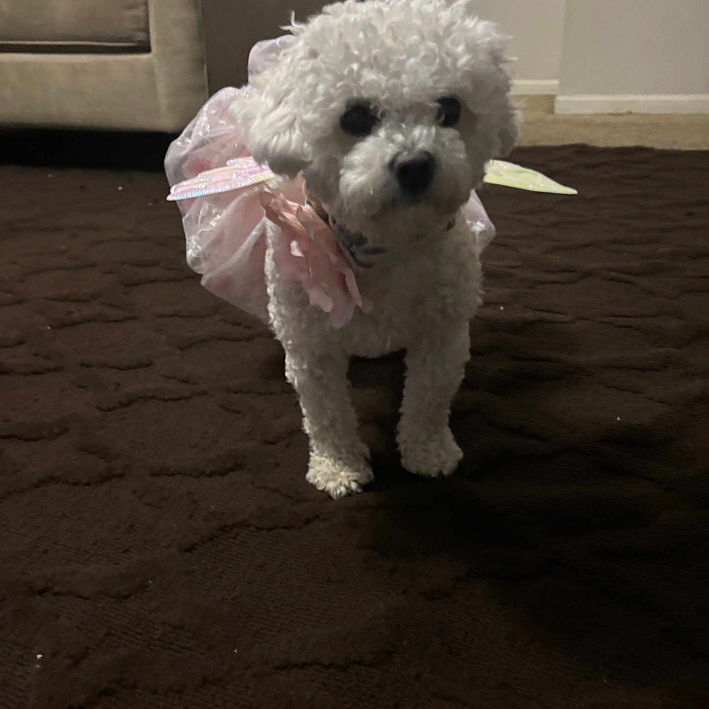 Biscuit