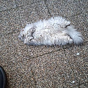 Nougat participe au concours pour gagner de l'argent avec cette photo : animal, cat, cozy, fluffy, fur, ground, outdoor, paws, peaceful, pebble_floor, pet, quiet, relaxed, resting, sleeping, small_turf, stone, tail, texture, white