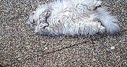 Nougat participe au concours pour gagner de l'argent avec cette photo : animal, cat, cozy, fluffy, fur, ground, outdoor, paws, peaceful, pebble_floor, pet, quiet, relaxed, resting, sleeping, small_turf, stone, tail, texture, white
