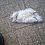 animal, cat, cozy, fluffy, fur, ground, outdoor, paws, peaceful, pebble_floor, pet, quiet, relaxed, resting, sleeping, small_turf, stone, tail, texture, white