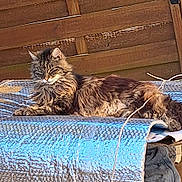Caramel participe au concours pour gagner de l'argent avec cette photo : accessories, animal, bag, blanket, canine, cat, couch, den, dog, furniture, handbag, hardwood, indoors, interiordesign, kitten, manx, person, pet, sleeping, wood