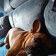 Oreo participe au concours pour gagner de l'argent avec cette photo : dog, brown_dog, couch, indoor, pet, relaxed, lying_down, fur, wrinkles, ear, paw, blanket, comfort, resting, home, animal, canine, snout, close_up, domestic