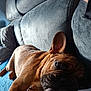 animal, blanket, brown_dog, canine, close_up, comfort, couch, dog, domestic, ear, fur, home, indoor, lying_down, paw, pet, relaxed, resting, snout, wrinkles