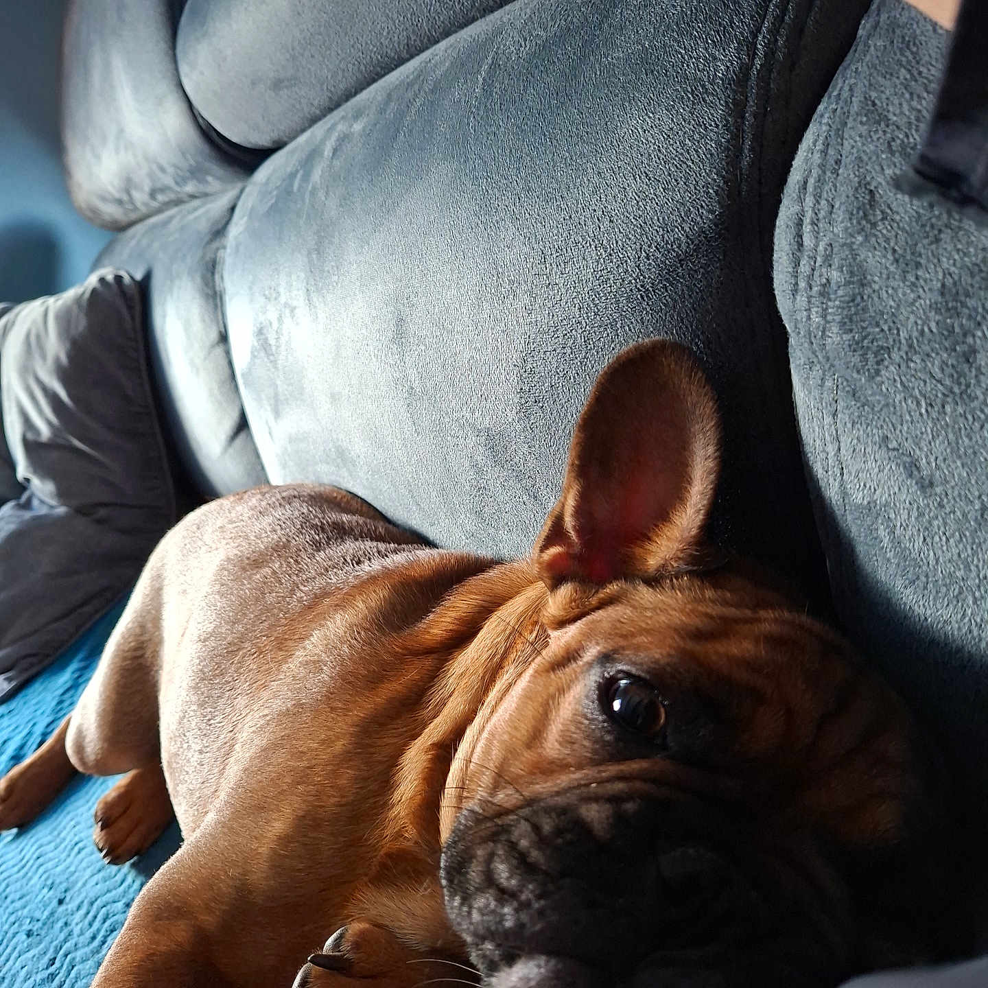 Oreo participe au concours pour gagner de l'argent avec cette photo : animal, blanket, brown_dog, canine, close_up, comfort, couch, dog, domestic, ear, fur, home, indoor, lying_down, paw, pet, relaxed, resting, snout, wrinkles