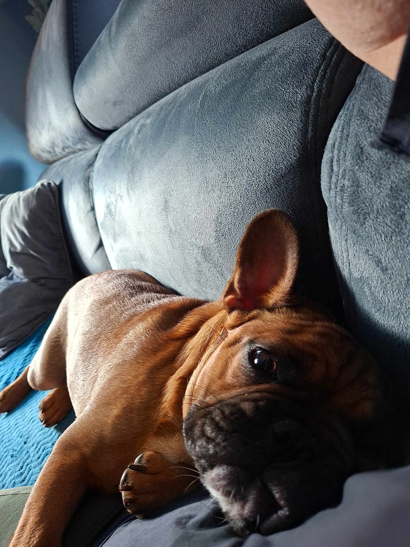 Oreo participe au concours pour gagner de l'argent avec cette photo : dog, brown_dog, couch, indoor, pet, relaxed, lying_down, fur, wrinkles, ear, paw, blanket, comfort, resting, home, animal, canine, snout, close_up, domestic