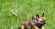 Oreo participe au concours pour gagner de l'argent avec cette photo : animal, canine, daytime, dog, field, french_bulldog, grass, greenery, happy, leaping, meadow, nature, outdoor, pet, playful, running, small_dog, summer, sunny, wildflowers