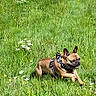 animal, canine, daytime, dog, field, french_bulldog, grass, greenery, happy, leaping, meadow, nature, outdoor, pet, playful, running, small_dog, summer, sunny, wildflowers