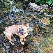 Oreo a rejoint le concours — aidez-le/la à gagner de superbes lots ! animal, canine, dog, forest, french_bulldog, greenery, leaves, moss, nature, outdoor, peaceful, pet, plants, riverbed, rocks, shallow_water, stream, summer, sunlight, water