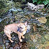 animal, canine, dog, forest, french_bulldog, greenery, leaves, moss, nature, outdoor, peaceful, pet, plants, riverbed, rocks, shallow_water, stream, summer, sunlight, water