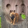 Oreo a rejoint le concours — aidez-le/la à gagner de superbes lots ! animal, brown, canine, concrete, curious, daylight, dog, ear, french_bulldog, grass, harness, nature, outdoor, park, pet, sculpture, snout, standing, texture, tunnel