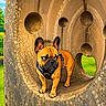 Oreo participe au concours pour gagner de l'argent avec cette photo : alert, animal, art, blue_sky, canine, circular_holes, clouds, concrete_sculpture, cute, daylight, dog, french_bulldog, grass, greenery, nature, outdoor, park, pet, playful, sculpture