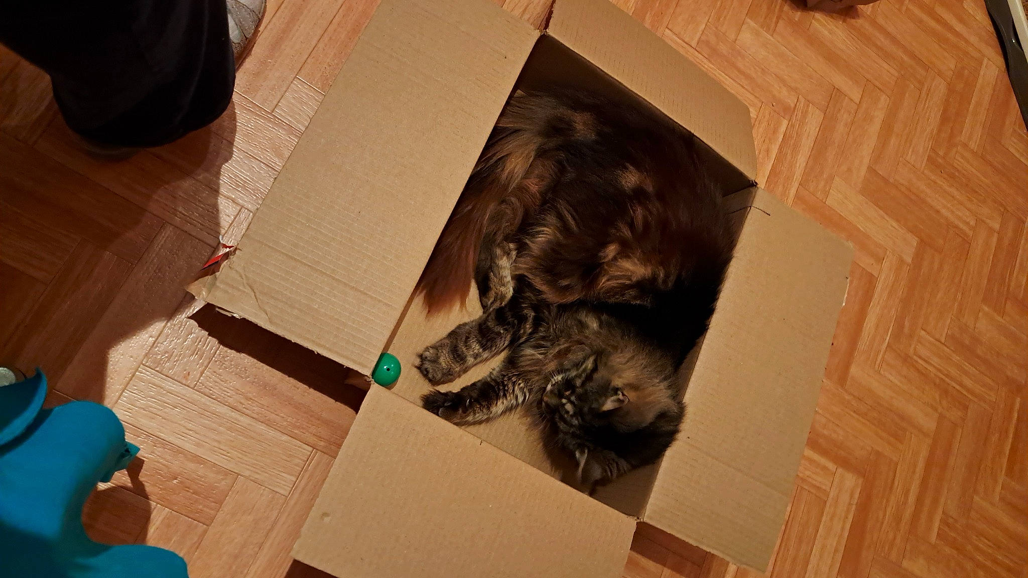 Karamel participe au concours pour gagner de l'argent avec cette photo : art, carnivore, companion_dog, dog_breed, domestic_short_haired_cat, felidae, floor, flooring, fun, fur, hardwood, paper, pattern, room, small_to_medium_sized_cats, tail, tints_and_shades, visual_arts, whiskers, wood