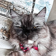 Fluffy is registered to the contest to win money with this photo: animal, bow_tie, cat, close_up, cozy, cute, domestic_cat, ears, face, feline, fluffy, fur, gray, indoor, pet, portrait, relaxed, resting, sleepy, whiskers