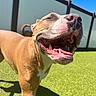 dog, canine, pet, outdoor, grass, sunlight, happy, smiling, closeup, brown, white, playful, tongue, mouth, nose, daytime, fence, shadow, animal, friendly