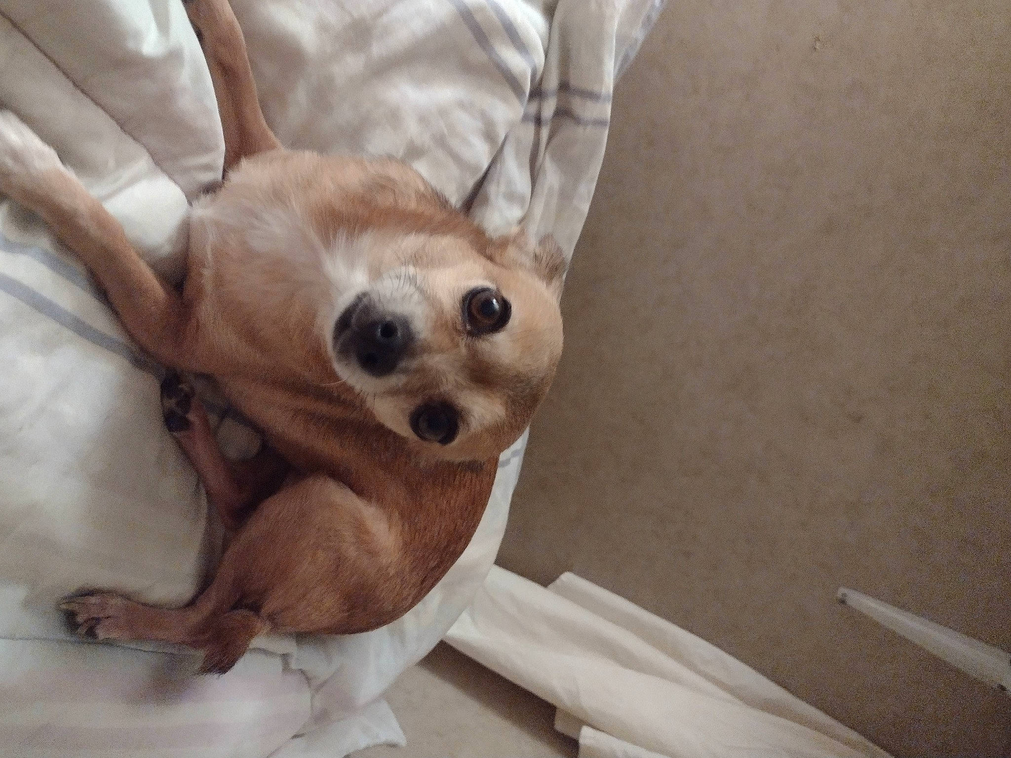 Trixie is registered to the contest to win money with this photo: canidae, carnivore, chair, comfort, companion_dog, corgi_chihuahua, dog, dog_breed, fawn, foot, fur, sunglasses, terrestrial_animal, toy_dog, wood, working_animal