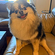 Miko is registered to the contest to win money with this photo: dog, small_dog, fluffy, long_hair, black_and_tan, sitting, tongue_out, smiling, cute, pet, animal, portrait, indoors, living_room, couch, leather, furniture, warm_lighting, sunlight, happy