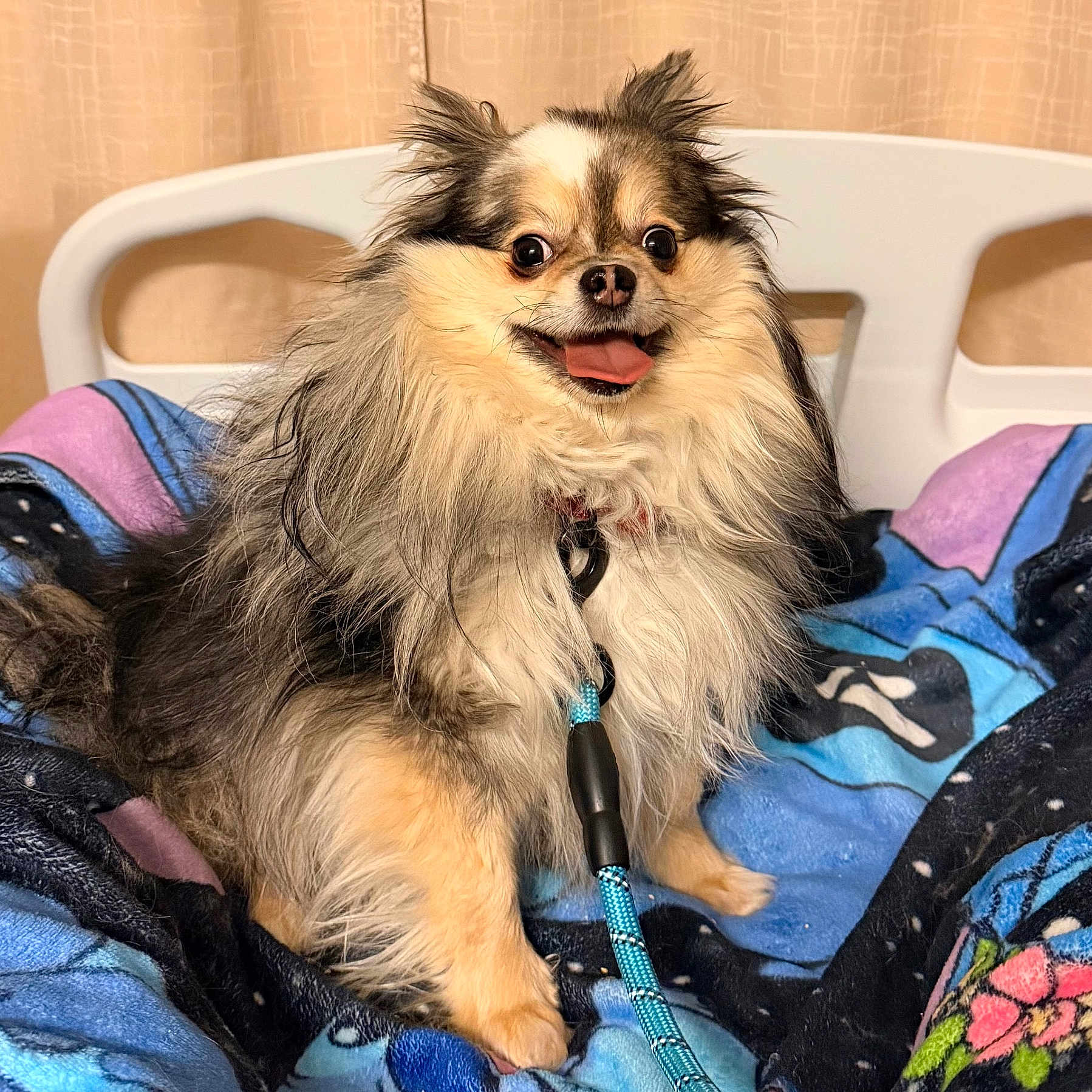 Miko joined the competition — help win amazing prizes! dog, pet, fluffy, long_hair, small_dog, pomeranian, chihuahua_mix, happy, smiling, tongue_out, sitting, collar, leash, blanket, colorful, indoors, chair, furniture, portrait, close_up