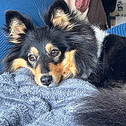 Uzia a rejoint le concours — aidez-le/la à gagner de superbes lots ! animal, blanket, closeup, comfort, cozy, cute, dog, ears, eyes, fluffy, fur, home, indoor, mammal, nose, pet, relaxation, resting, soft, texture