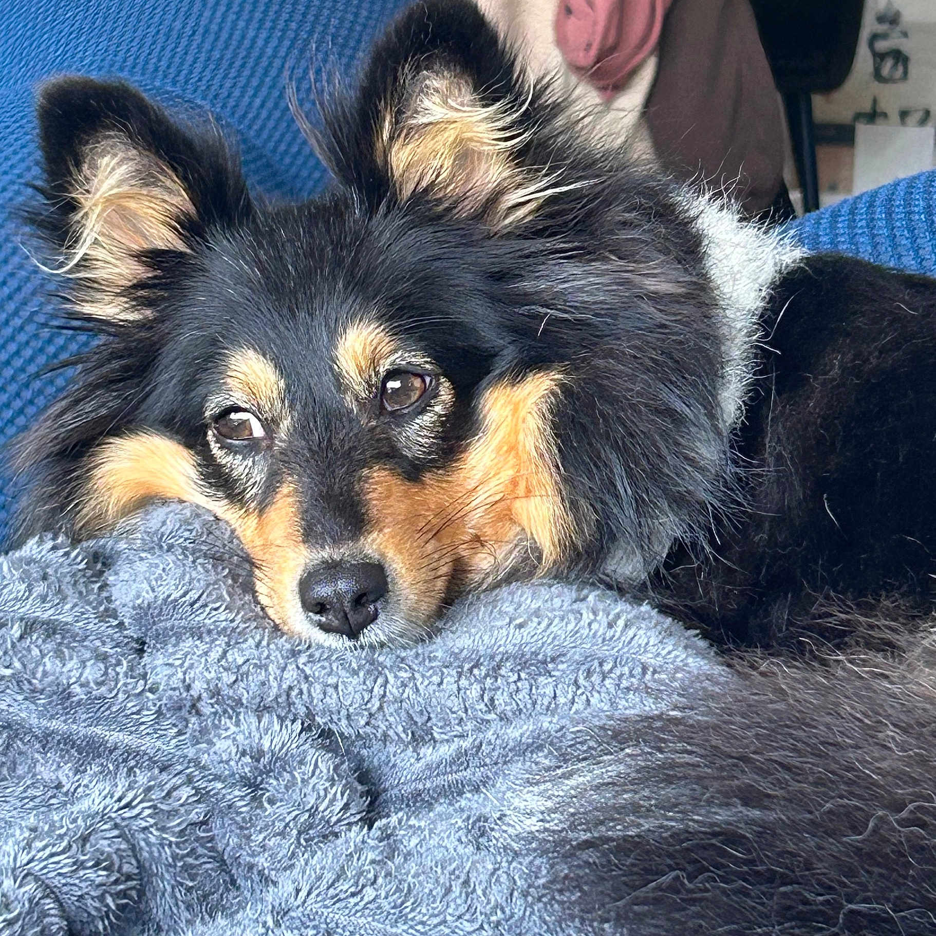 Uzia a rejoint le concours — aidez-le/la à gagner de superbes lots ! animal, blanket, closeup, comfort, cozy, cute, dog, ears, eyes, fluffy, fur, home, indoor, mammal, nose, pet, relaxation, resting, soft, texture