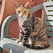 Aby participe au concours pour gagner de l'argent avec cette photo : animal, calico_cat, cat, closeup, curious, daylight, domestic_cat, ears, feline, outdoor, pet, plastic_chair, resting, sitting, striped, sunlight, tabby, tail, wall, whiskers