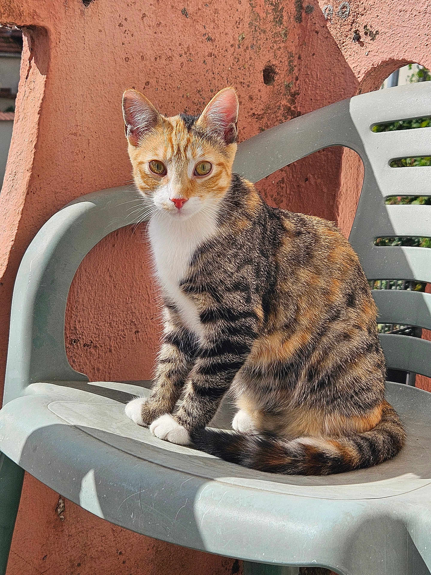 Aby participe au concours pour gagner de l'argent avec cette photo : animal, calico_cat, cat, closeup, curious, daylight, domestic_cat, ears, feline, outdoor, pet, plastic_chair, resting, sitting, striped, sunlight, tabby, tail, wall, whiskers