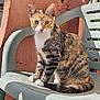 Aby participe au concours pour gagner de l'argent avec cette photo : animal, calico_cat, cat, closeup, curious, daylight, domestic_cat, ears, feline, outdoor, pet, plastic_chair, resting, sitting, striped, sunlight, tabby, tail, wall, whiskers