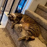 Leo Cordischi joined the competition — help win amazing prizes! cat, tabby_cat, sleeping, stairs, carpet, indoor, pet, animal, relaxed, cozy, home, feline, resting, paw, fur, whiskers, quiet, comfortable, household, domestic