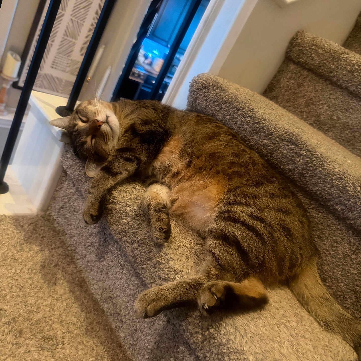 Leo Cordischi joined the competition — help win amazing prizes! cat, tabby_cat, sleeping, stairs, carpet, indoor, pet, animal, relaxed, cozy, home, feline, resting, paw, fur, whiskers, quiet, comfortable, household, domestic