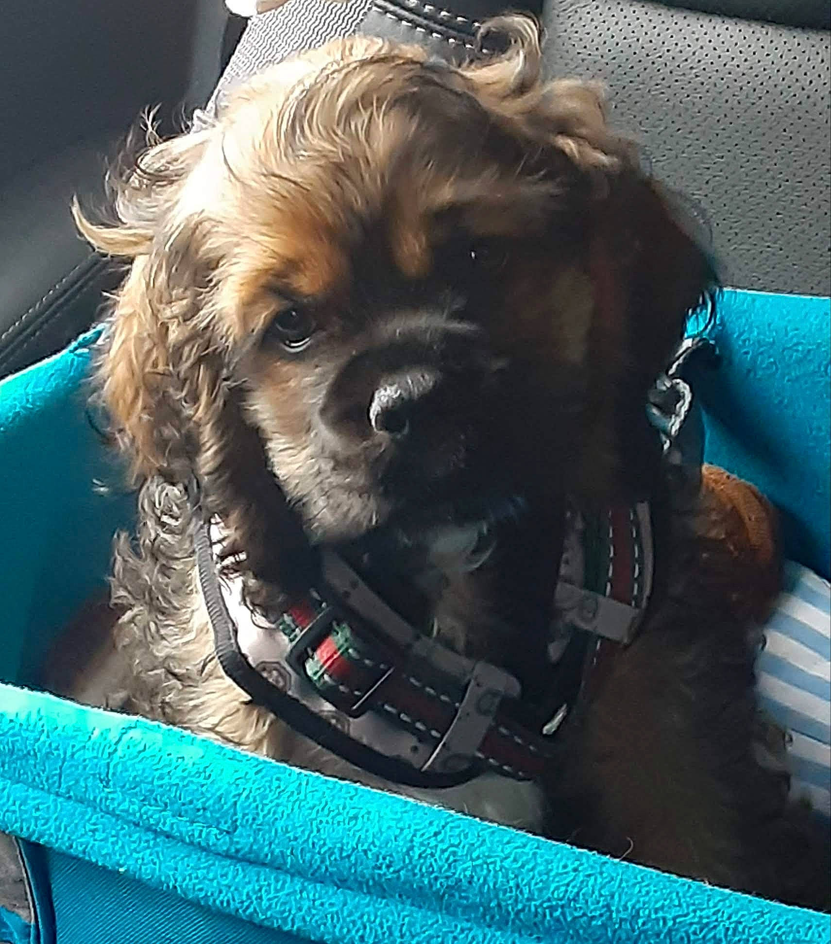 Cash'Mere is registered to the contest to win money with this photo: blue, canidae, car_seat, carnivore, collar, companion_dog, dog, dog_breed, dog_collar, dog_supply, electric_blue, eyewear, fashion_accessory, fur, liver, snout, sporting_group, toy_dog, vehicle_door, windshield