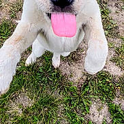 Snoop is registered to the contest to win money with this photo: dog, tongue, grass, outdoor, pet, playful, jumping, close_up, animal, paw, snout, nature, fur, cute, happy, canine, greenery, summer, energetic, fun