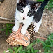 Pozey is registered to the contest to win money with this photo: animal, black_and_white, blurred_background, cat, curious, cute, ears, fur, greenery, kitten, nature, outdoor, pet, pink_flower, rock, small, tail, whiskers, wood, young