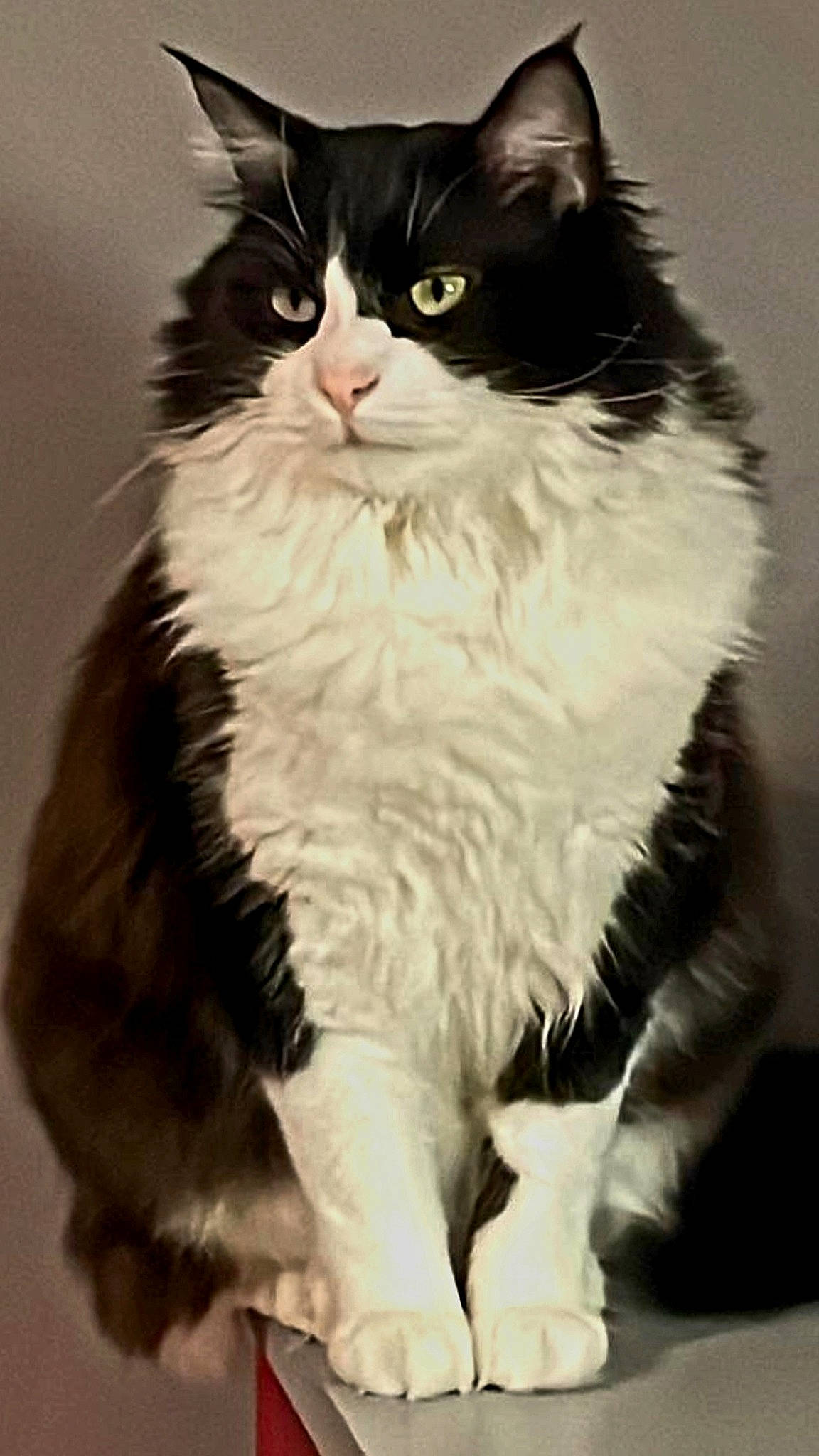 Ravioli a rejoint le concours — aidez-le/la à gagner de superbes lots ! british_longhair, carnivore, cat, claw, comfort, felidae, formal_wear, fur, monochrome_photography, sitting, small_to_medium_sized_cats, snout, tail, whiskers