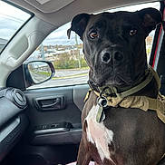 Raggy joined the competition — help win amazing prizes! dog, black_dog, white_chest, harness, dog_tag, vehicle_interior, car_seat, passenger_seat, window, side_mirror, rain, towel, colorful_towel, seatbelt, dashboard, door_handle, overcast, pet, animal, indoors