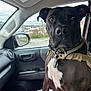 dog, black_dog, white_chest, harness, dog_tag, vehicle_interior, car_seat, passenger_seat, window, side_mirror, rain, towel, colorful_towel, seatbelt, dashboard, door_handle, overcast, pet, animal, indoors