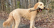 Mia is registered to the contest to win money with this photo: dog, curly_coat, cream_colored, large_breed, outdoors, forest, woodland, trees, fallen_leaves, gravel_path, stick, branch, carrying, standing, walking, profile_view, open_mouth, playful, autumn, nature