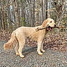 dog, curly_coat, cream_colored, large_breed, outdoors, forest, woodland, trees, fallen_leaves, gravel_path, stick, branch, carrying, standing, walking, profile_view, open_mouth, playful, autumn, nature
