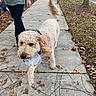 Mia joined the competition — help win amazing prizes! dog, goldendoodle, curly_fur, cream_colored, blue_collar, plastic_bottle, walking, sidewalk, leash, person, outdoors, autumn, fallen_leaves, trees, street, road, fence, suburban, pet, recycling