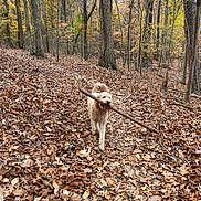 Mia is registered to the contest to win money with this photo: dog, canine, curly_coat, cream_color, stick, branch, carrying, outdoors, forest, woodland, autumn, fall, fallen_leaves, nature, hiking_trail, trees, brown, golden, walking, playful