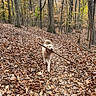 dog, canine, curly_coat, cream_color, stick, branch, carrying, outdoors, forest, woodland, autumn, fall, fallen_leaves, nature, hiking_trail, trees, brown, golden, walking, playful