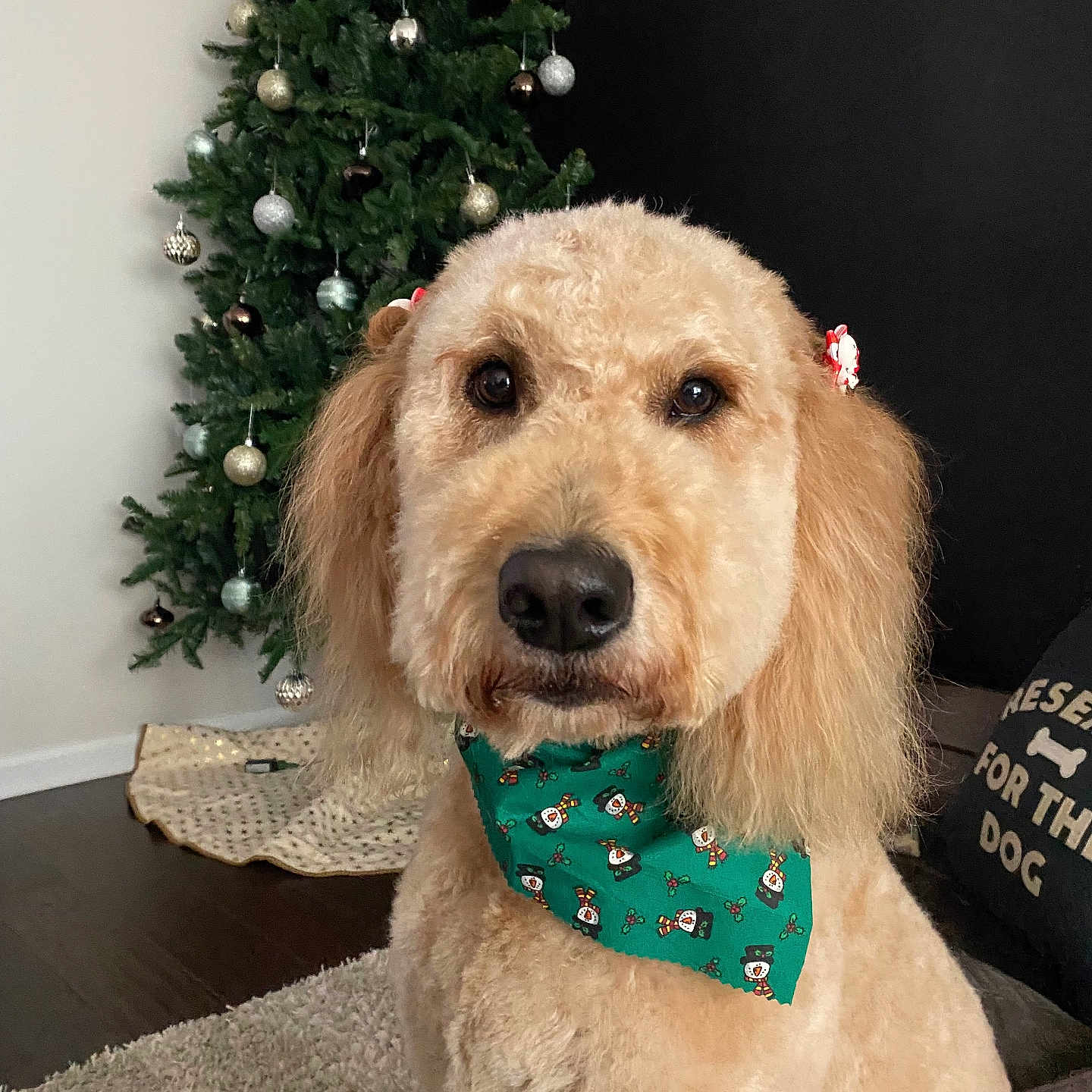 Mia is registered to the contest to win money with this photo: dog, golden_dog, pet, christmas, christmas_tree, holiday, festive, bandana, snowman, bow, fluffy, curly_fur, golden_fur, portrait, sitting, indoors, living_room, decorations, ornaments, carpet